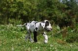 DOGUE ALLEMAND 251